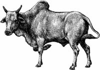 Amb065d.JPG