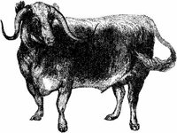 Amb064b.JPG
