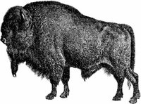 Amb063c.JPG