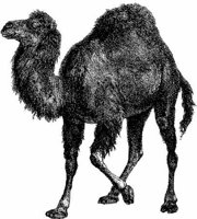 Amb059d.JPG