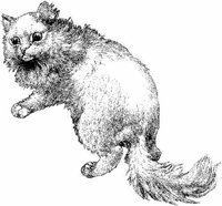 Amb025d.JPG