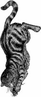 Amb022a.JPG