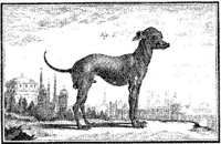 Ani081a.JPG