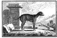 Ani080a.JPG