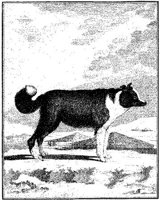 Ani077a.JPG