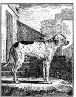 Ani076a.JPG