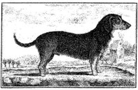 Ani075b.JPG