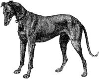 Amb039c.JPG