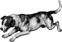 Amb038c.JPG
