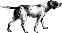 Amb037c.JPG