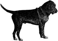 Amb036f.JPG