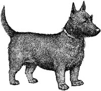 Amb036d.JPG