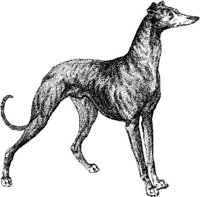 Amb034d.JPG