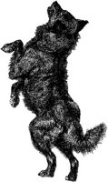Amb034a.JPG