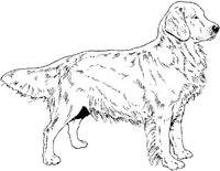 Ail025d.JPG