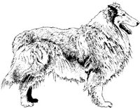 Ail019e.JPG