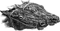 Hdc021a.JPG