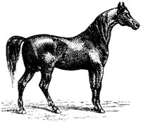 Hdc014g.JPG