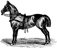Hdc012i.JPG