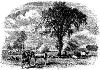 Hdc012b.JPG