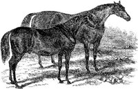 Hdc004h.JPG