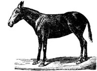 Eac015l.JPG