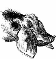 Eac010ii.JPG