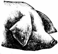 Eac010aa.JPG