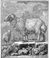 Ani184a.JPG