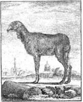Ani183a.JPG
