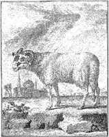 Ani181a.JPG