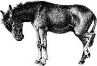 Amb082d.JPG
