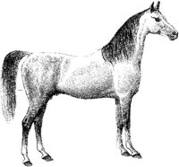 Amb081b.JPG