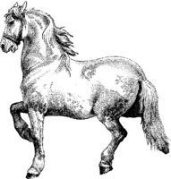 Amb079b.JPG