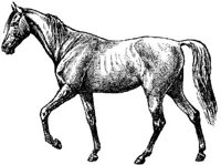 Amb078d.JPG