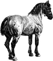 Amb076a.JPG