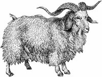Amb062e.JPG