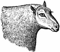 Amb062d.JPG