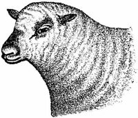 Amb062c.JPG