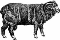 Amb060f.JPG