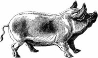 Amb055d.JPG