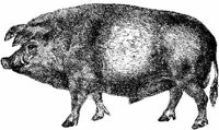 Amb055c.JPG