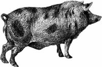 Amb055b.JPG