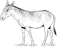 Ail025c.JPG