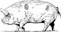 Ail023e.JPG
