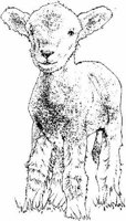 Ail022d.JPG