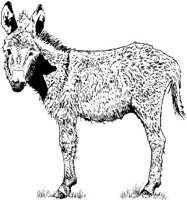 Ail009e.JPG