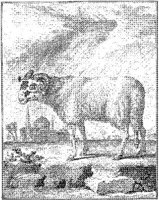 ANI181A.JPG