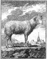 ANI180A.JPG