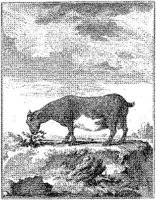 ANI179A.JPG